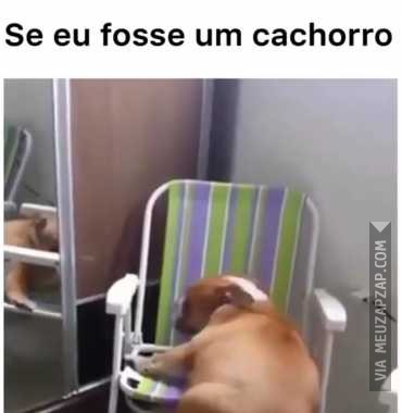 Na vida sou esse cachorro - Vídeo  Engraçados para Redes Sociais