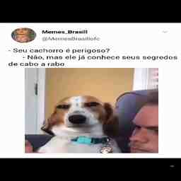 Quando o cachorro conhece os seus segredos - Vídeo Animais para Redes Sociais