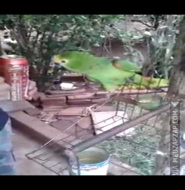 Papagaio cantor - Vídeo Animais para Redes Sociais