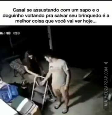 Morrendo de rir  - Vídeo Animais para Redes Sociais