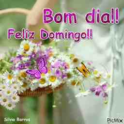 Bom dia feliz domingo  - Vídeo  Saudações para Redes Sociais