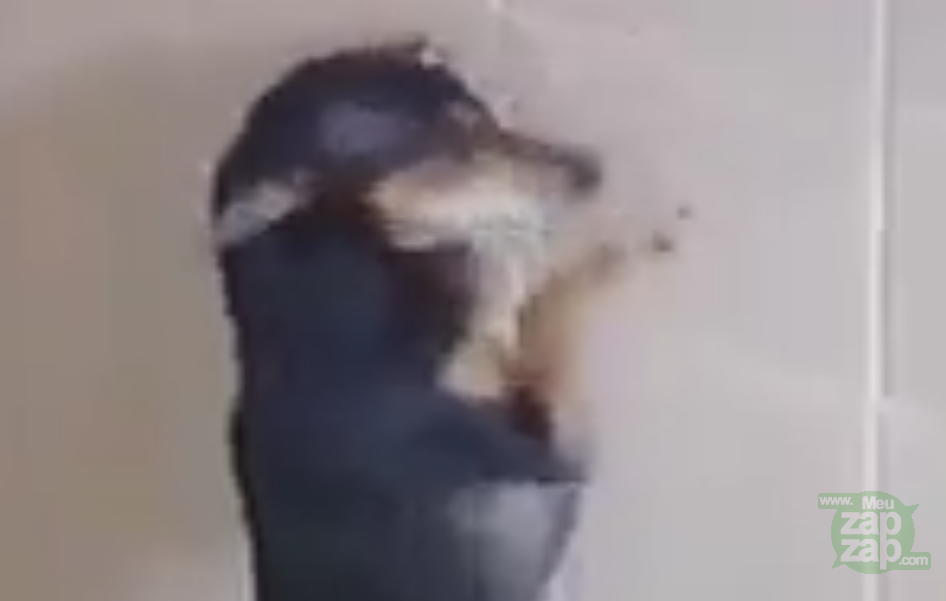 Cachorro bandido  - Vídeo  Engraçados para Redes Sociais