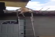 Cachorro na escada - Vídeo Animais para Redes Sociais