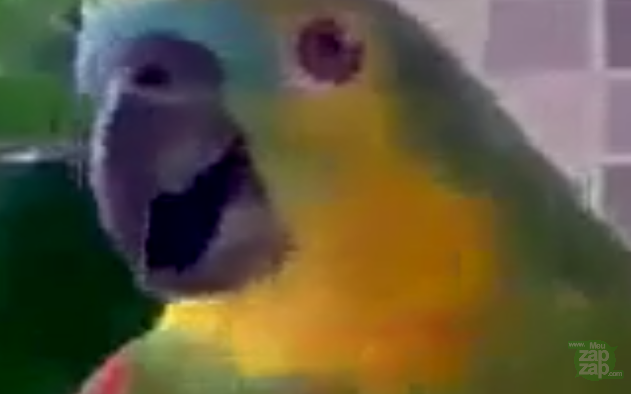 Papagaio imitando nenem - Vídeo  Engraçados para Redes Sociais