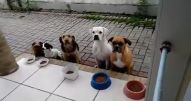 Oração para comer - Vídeo Animais para Redes Sociais