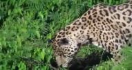 Caçador de verdade - Vídeo Animais para Redes Sociais