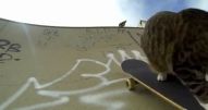 Gato no skate - Vídeo Animais para Redes Sociais