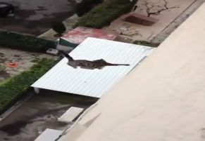 Gato não morre - Vídeo  Engraçados para Redes Sociais