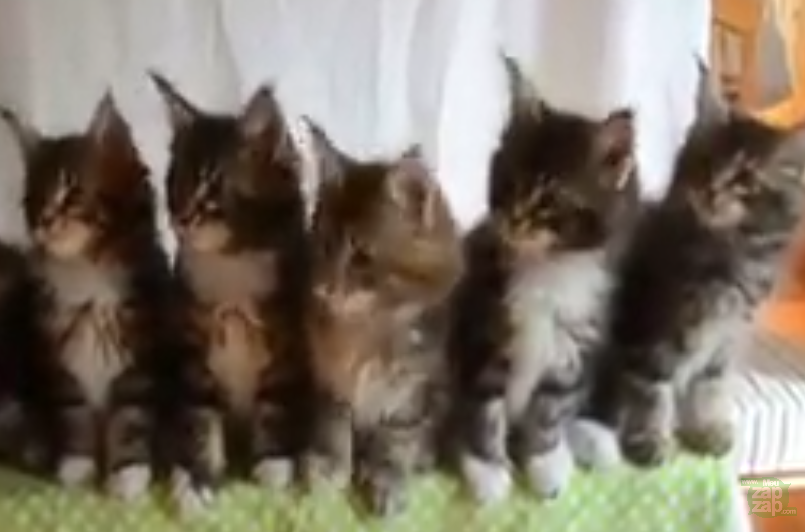 Wiggle wiggle dos gatos - Vídeo  Engraçados para Redes Sociais